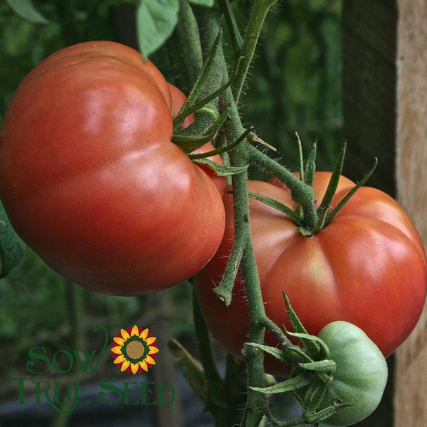 Slicing Tomato Seeds Pink Brandywine Organic Heirloom Sow