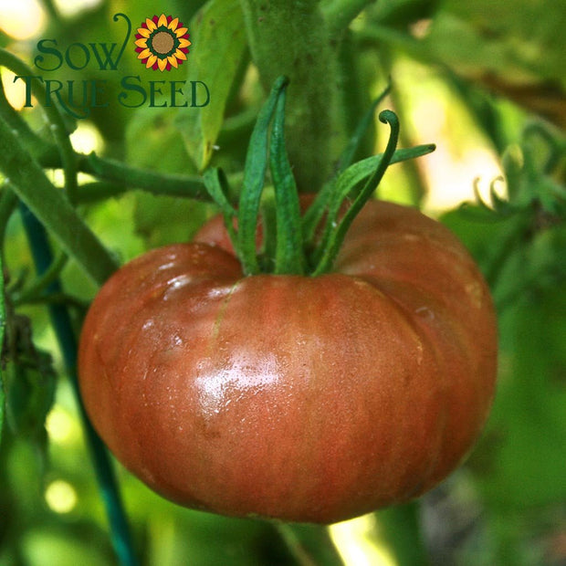 Slicing Tomato Seeds Pink Brandywine Organic Heirloom Sow