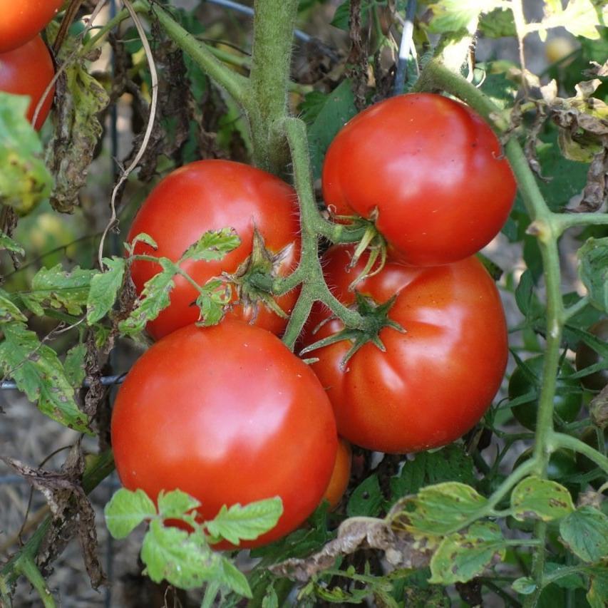 Slicing Tomato Cosmonaut Volkov Organic Sow True Seed