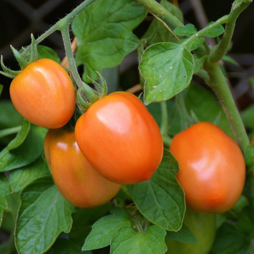 Paste Tomato Seeds - Roma | Sow True Seed