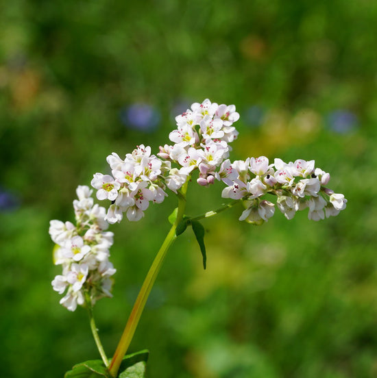 Cover Crop - Buckwheat, ORGANIC | Sow True Seed