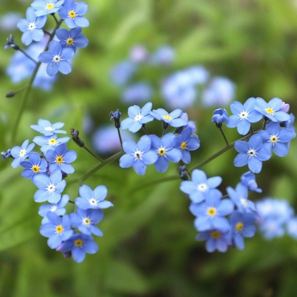 Forget Me Not Seeds Sow True Seed
