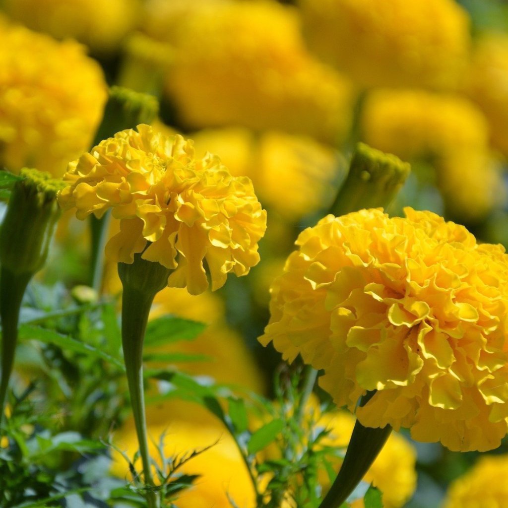 Marigold Seeds - Crackerjack | Sow True Seed