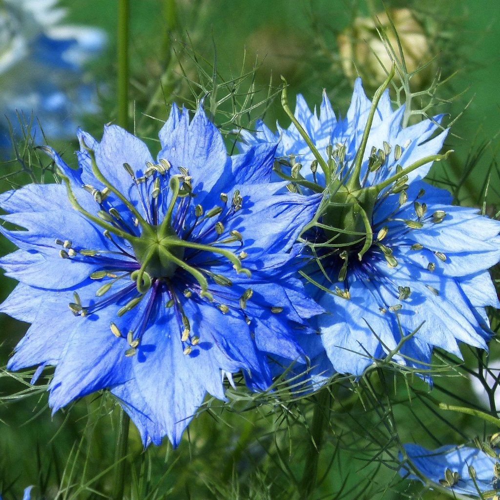 love in a mist flower