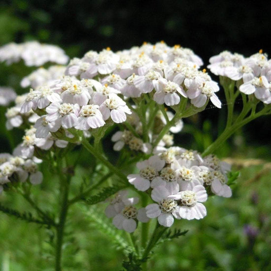 Yarrow Seeds, White | Sow True Seed