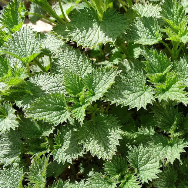 Herb Seeds- Stinging Nettle | Sow True Seed | Open Pollinated
