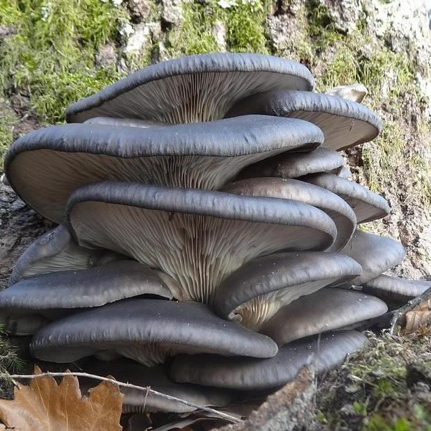 cement Tragisk dine Mushroom Plugs - Blue Oyster | Sow True Seed