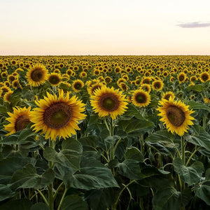 Cover Crop - Oilseed Sunflower | Sow True Seed