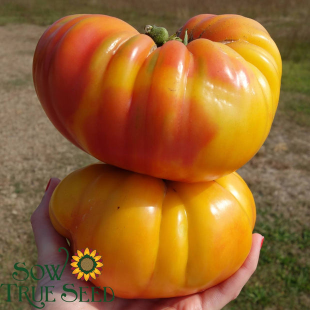 Slicing Tomato Seeds Striped German Organic Heirloom Sow True