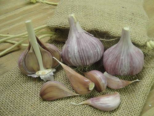 Chesnok Red Hardneck Garlic - Sow True Seed product image