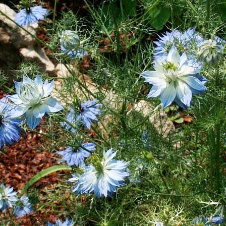 Nigella Seeds Love In A Mist Sow True Seed