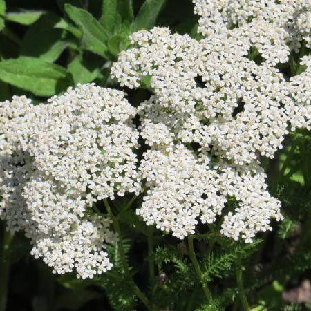 Herb seed - White Yarrow : Dense white flowers with fine ferny leaves ...