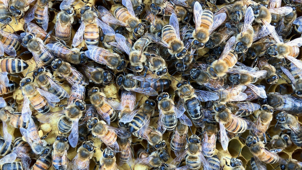 Requeening a honey bee colony or hive with a purchased, mated queen bee.