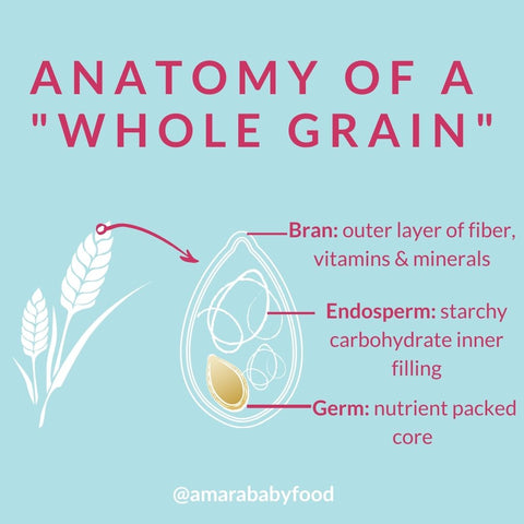 anatomy of whole grain for baby