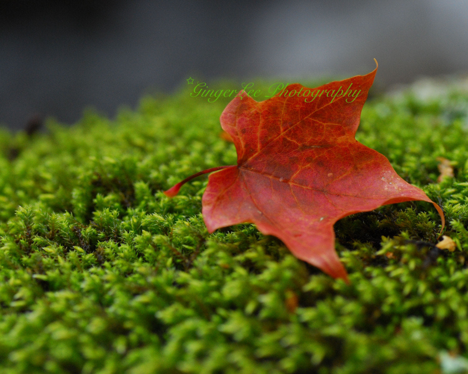 autumn leaf