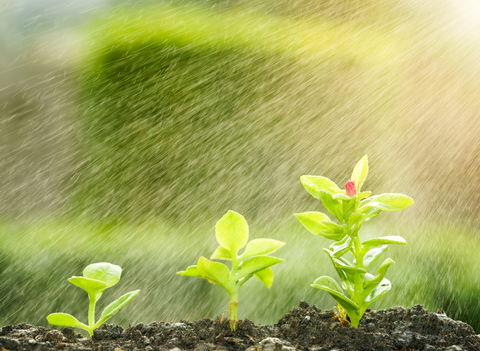 garden being watered