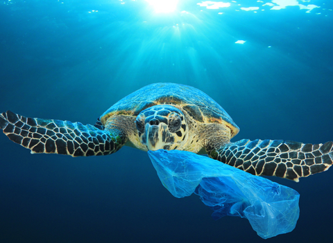 turtle eating a plastic bag