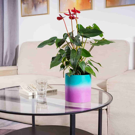 https://cdn.shopify.com/s/files/1/2553/1740/products/jofamy-purple-gradient-color-ceramic-planter-pots-for-small-indoor-plants-flowers-2_512x512.jpg?v=1658479267