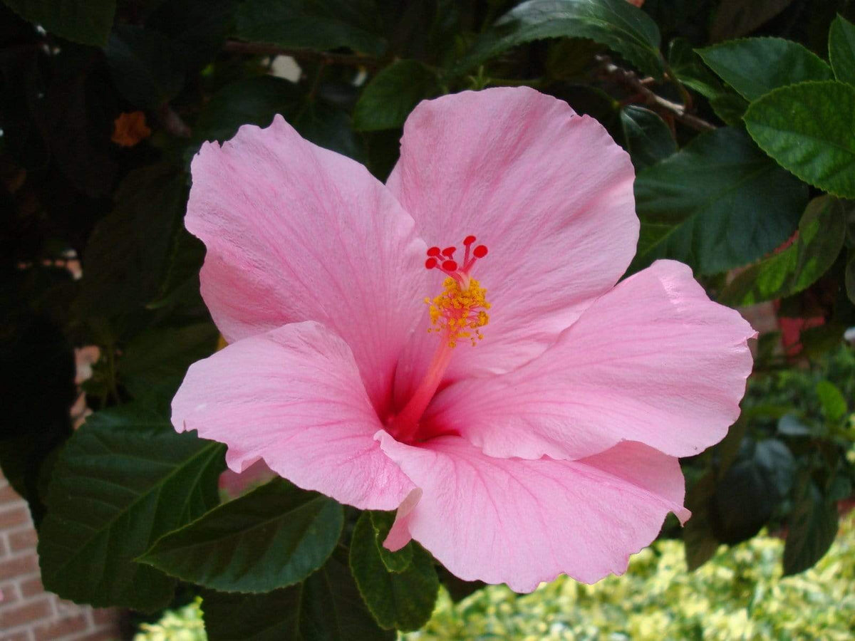 hibiscus