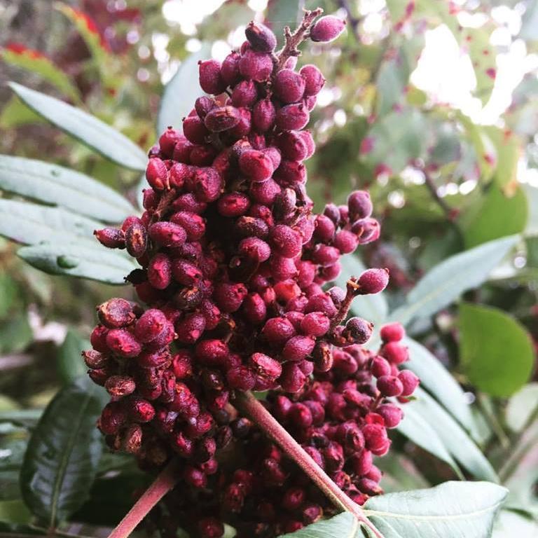 Cured Sumac