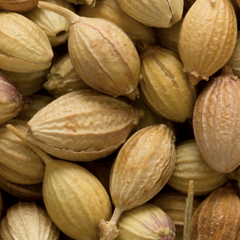 Coriander scent