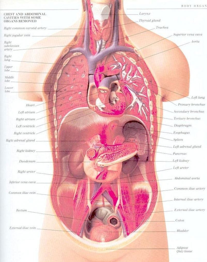 Как расположены органы у человека фото спереди внутренние с надписями