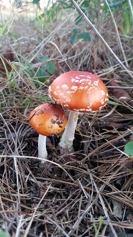 toadstools in garden lawn