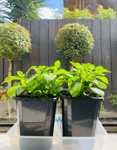 Our baby Stevia plants