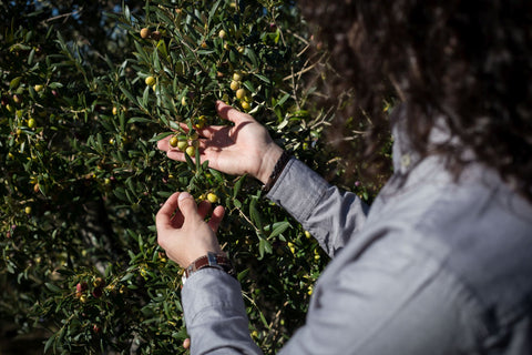 Selección de aceituna arbequina a un nivel óptimo de madurez para ed'o el aceite de oliva virgen extra Premium de esencia de oro.