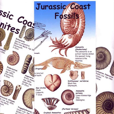 Jurassic Coast Fossils ID Chart – The Etches Collection Shop