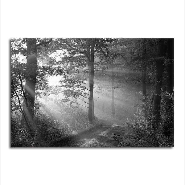 Black And White Forest Canvas Wall Art Nature Themed Art Print Canvasx Net