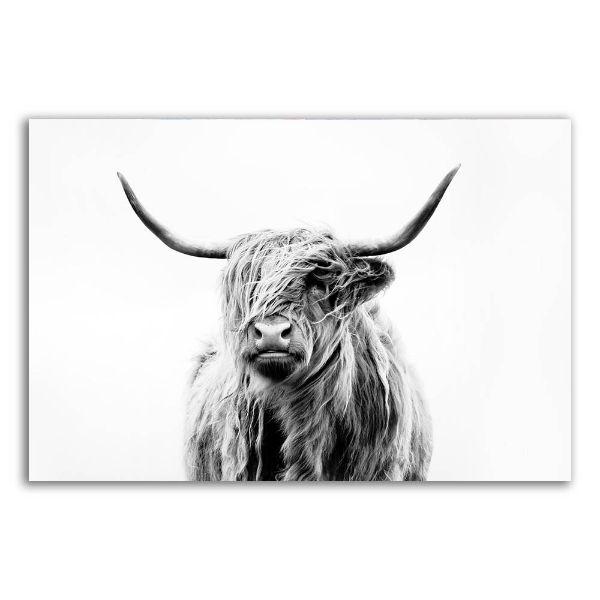 Cool Black White Highland Cow Animal Canvas Wall Art Farm