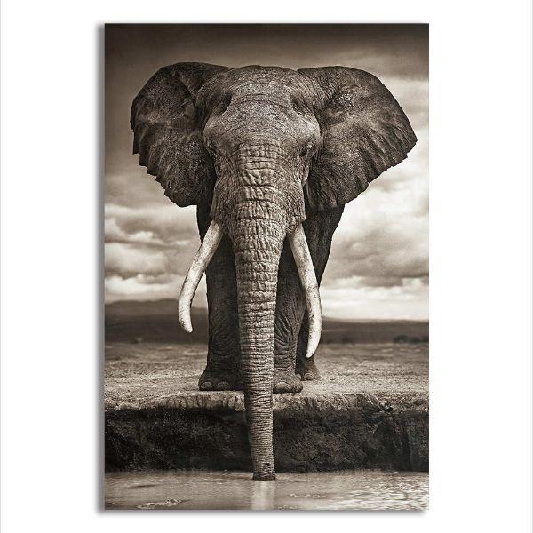 Large Elephant Canvas Wall Art | Animal Wall Decor – canvasx.net