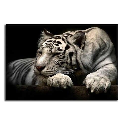 Sleeping White Tiger Canvas Wall Art Wild Animal Prints Canvasx Net