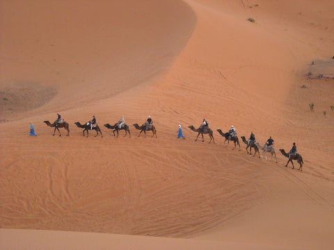 Camel bivouac (Morocco motorcycle tour)