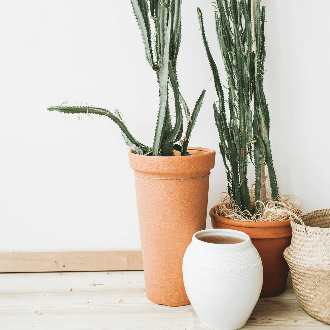 Rustic Bathroom Accessories Plants