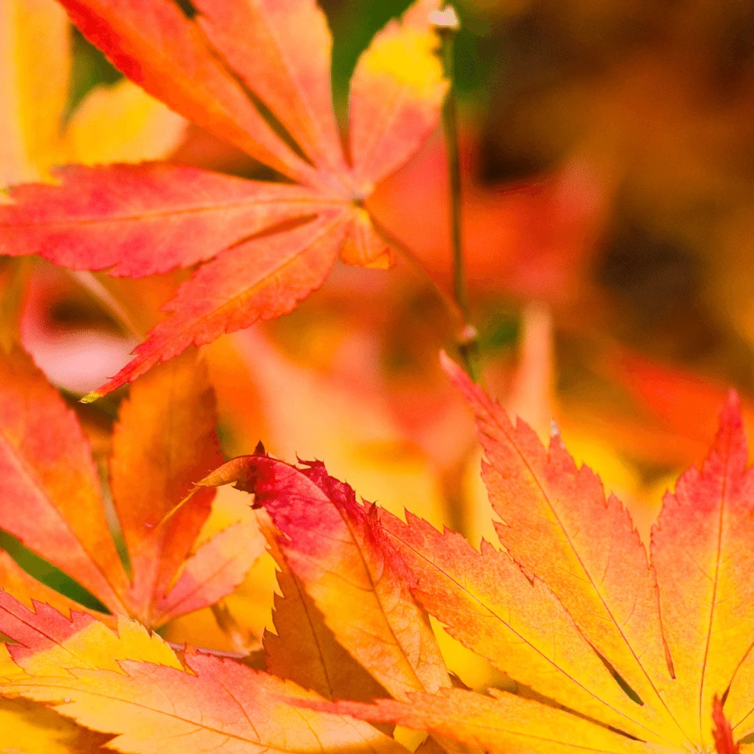 Autumn Leaves Colour Inspiration