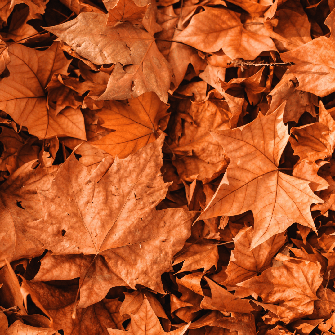 Rustic Autumn Colour Ideas