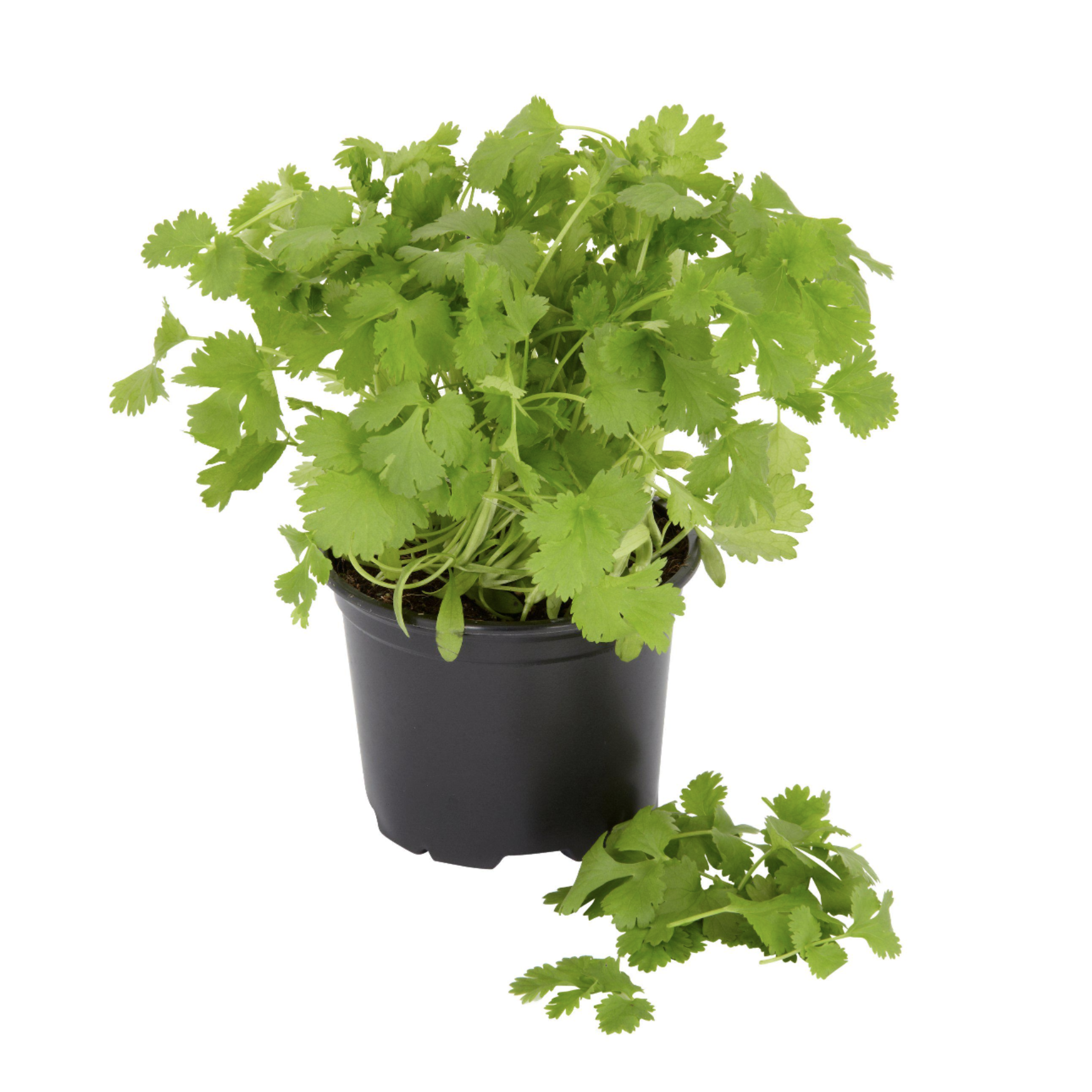 coriander