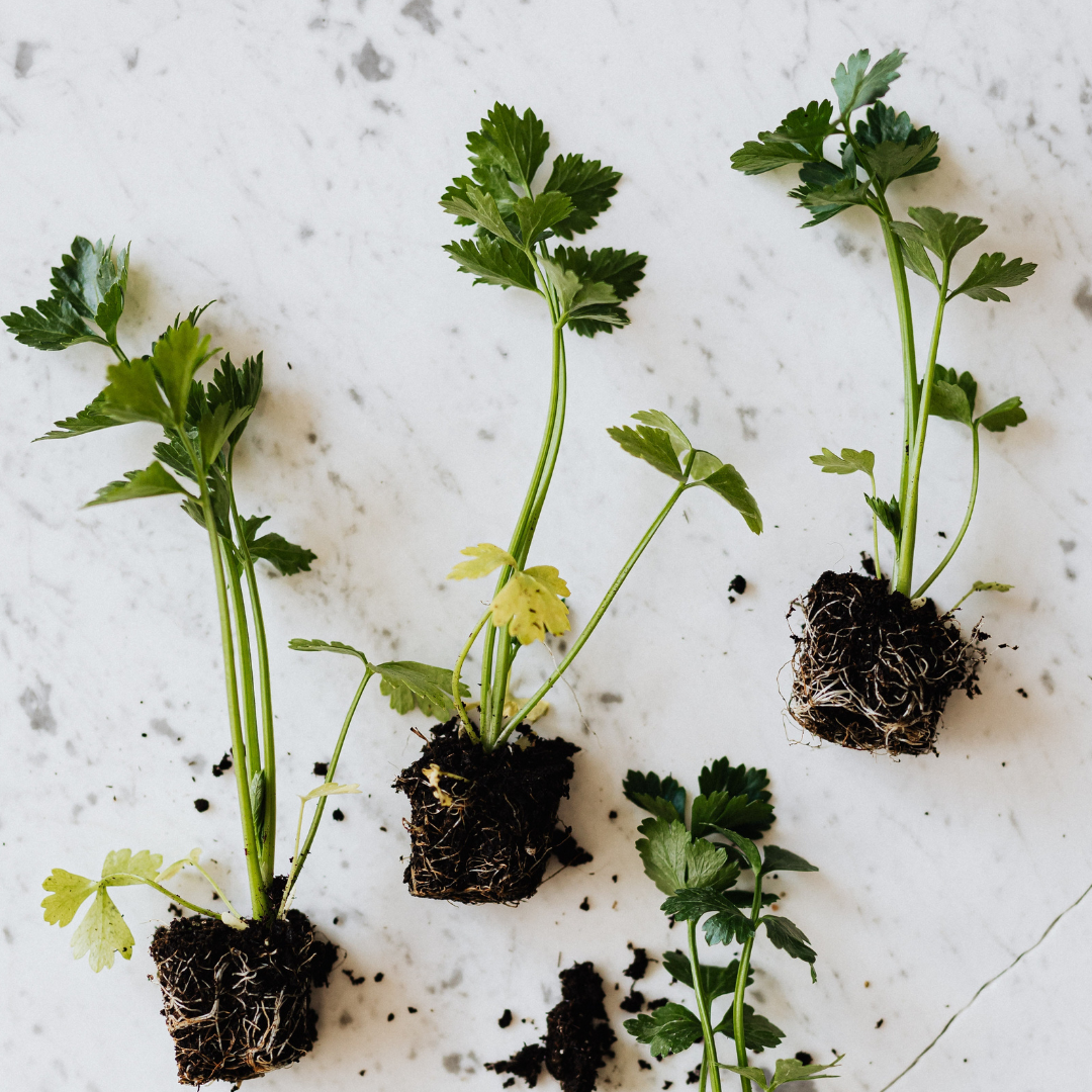 repotting herbs