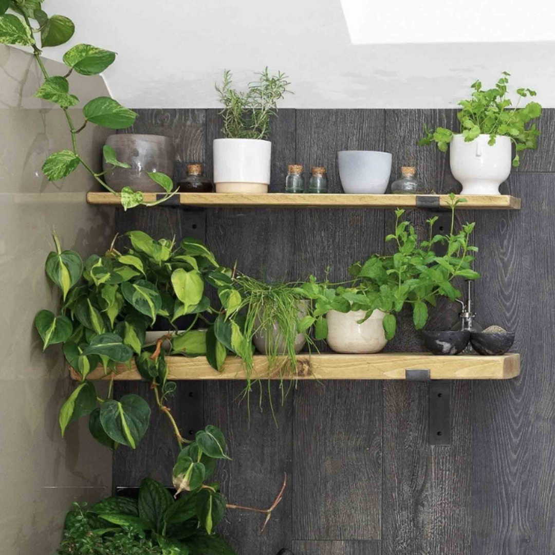 herbs and plants on rustic wooden shelves
