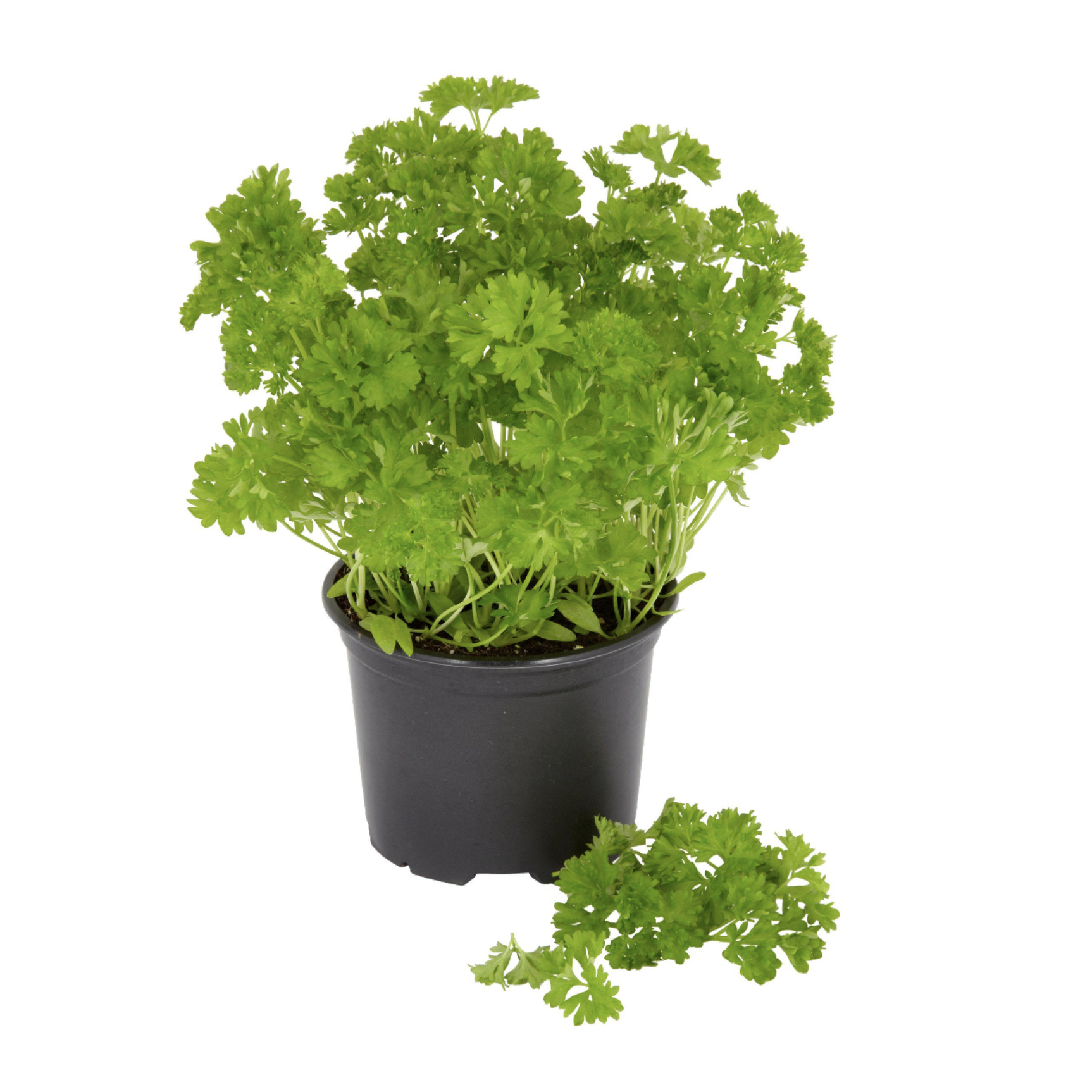 parsley