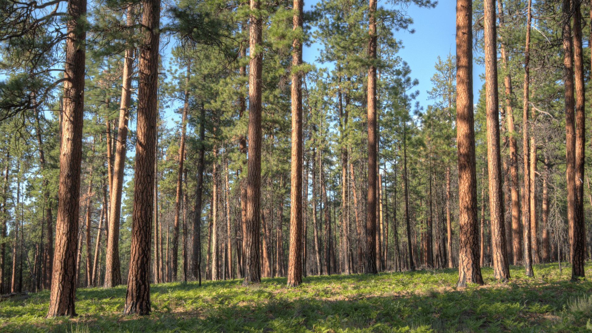 oak vs pine - sustainable wood