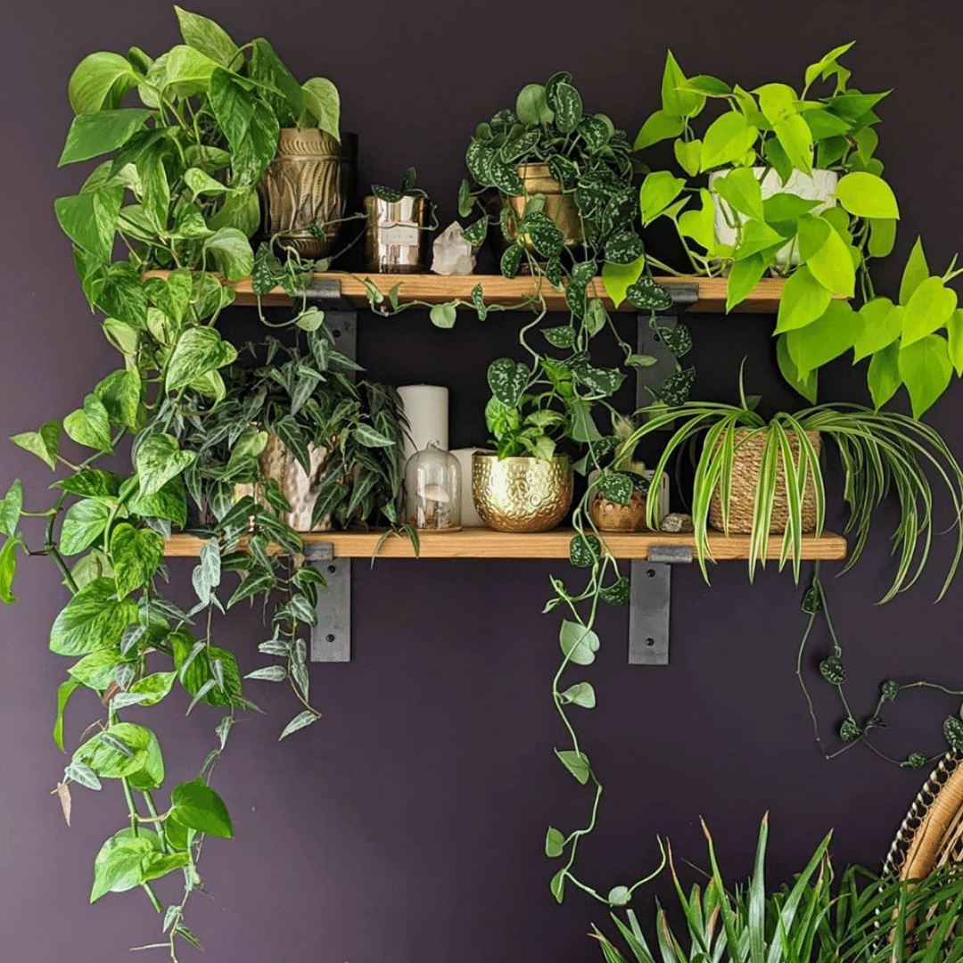 Rustic Shelves on Dark Paint