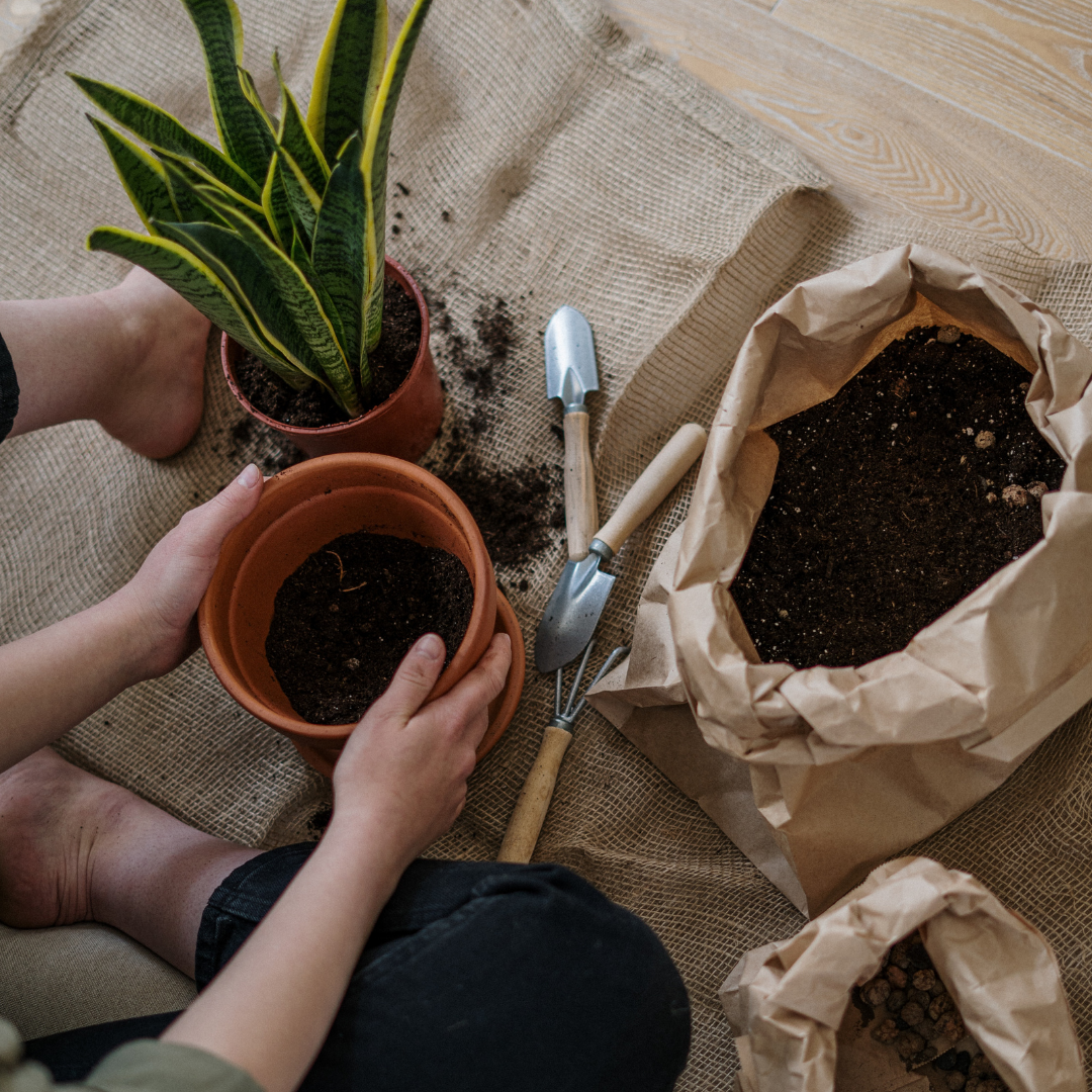 repotting home grown plants
