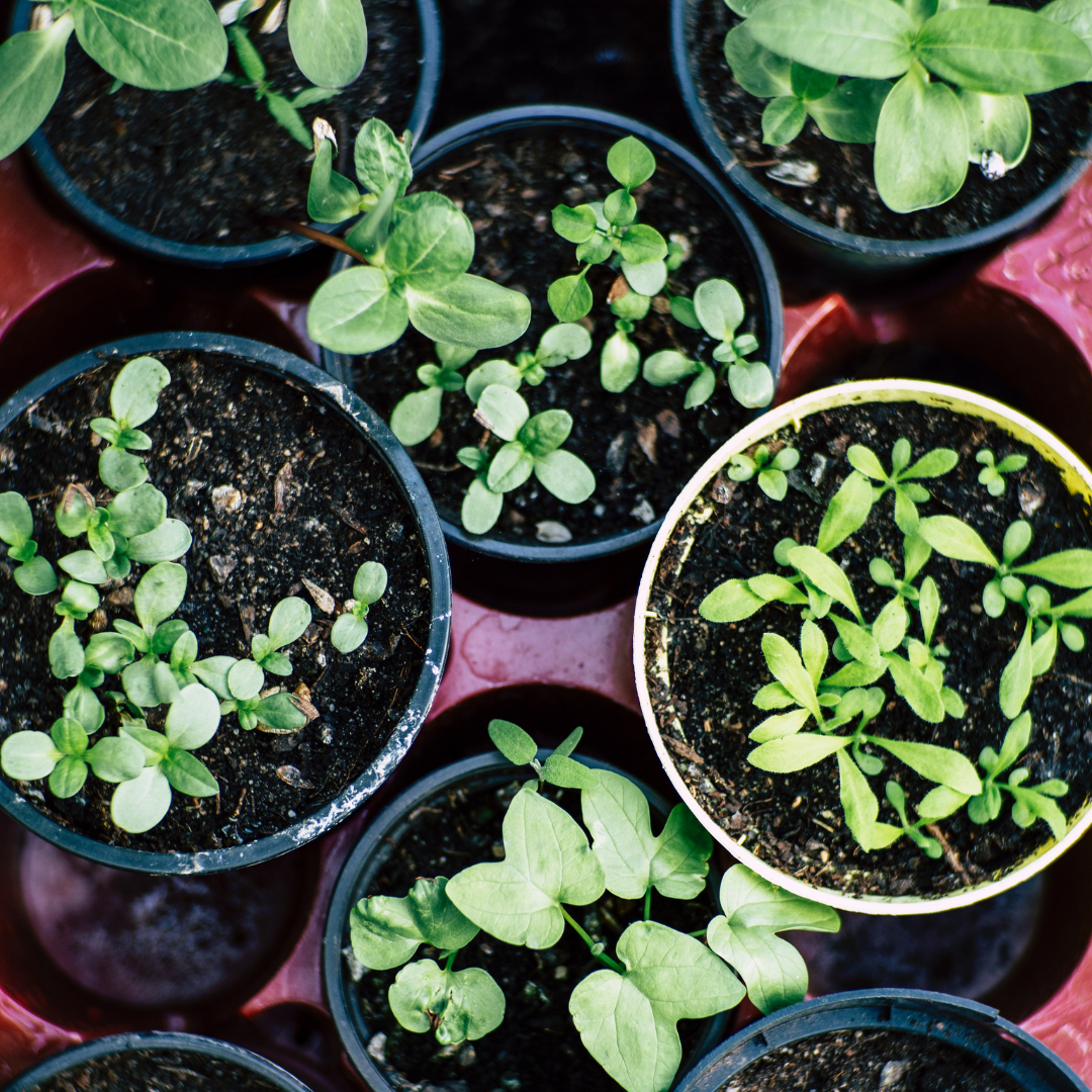 growing your own herb garden