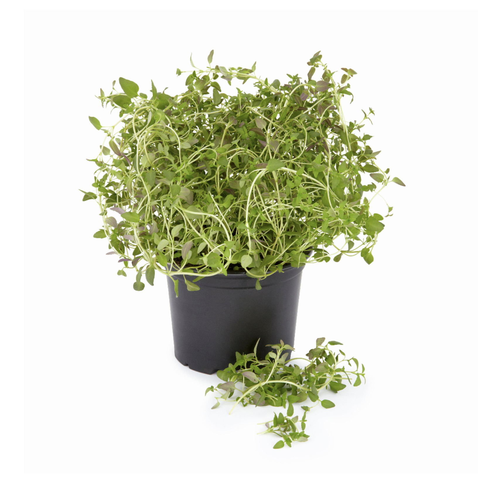 thyme