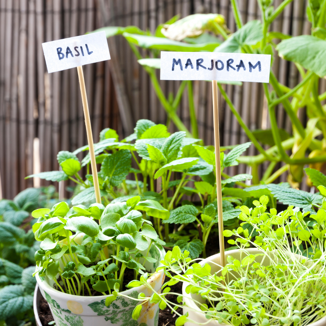 Herb garden ideas