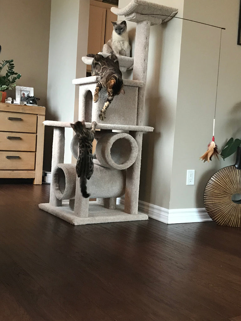 tall cat tree