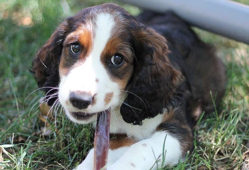 best treats for puppies to chew on